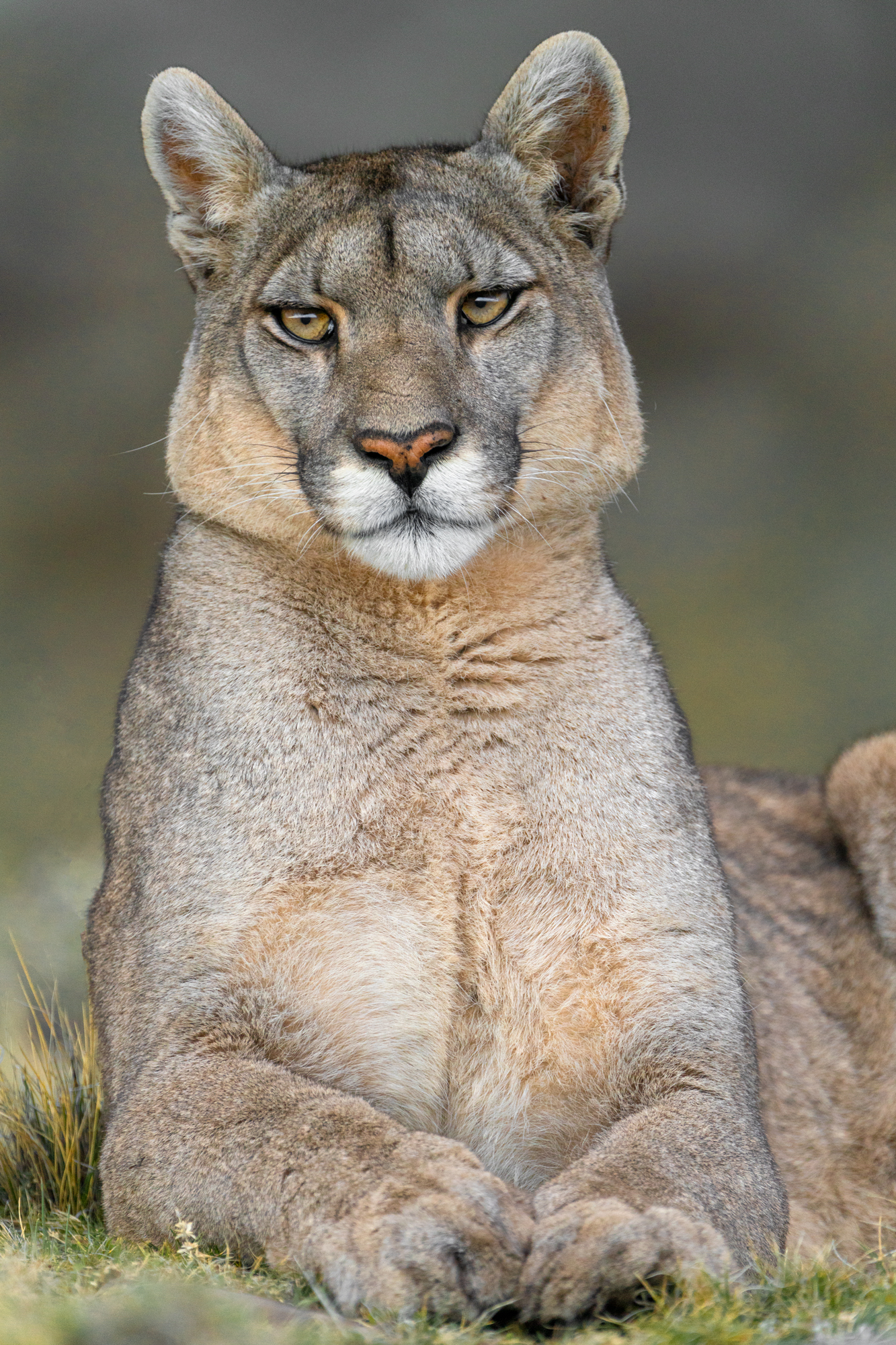 Puma Torres del Paine