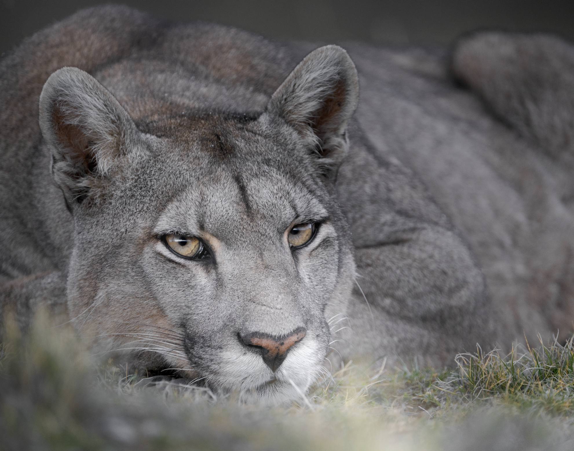 Viaje Pumas – Torres del Paine
