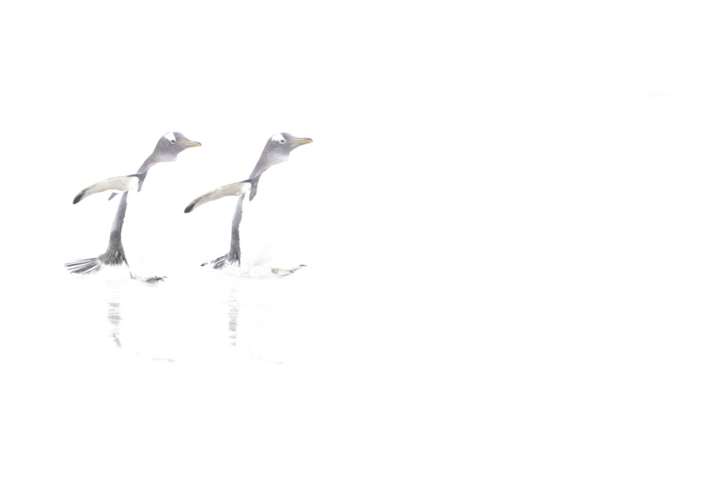 gentoo_DSC8872