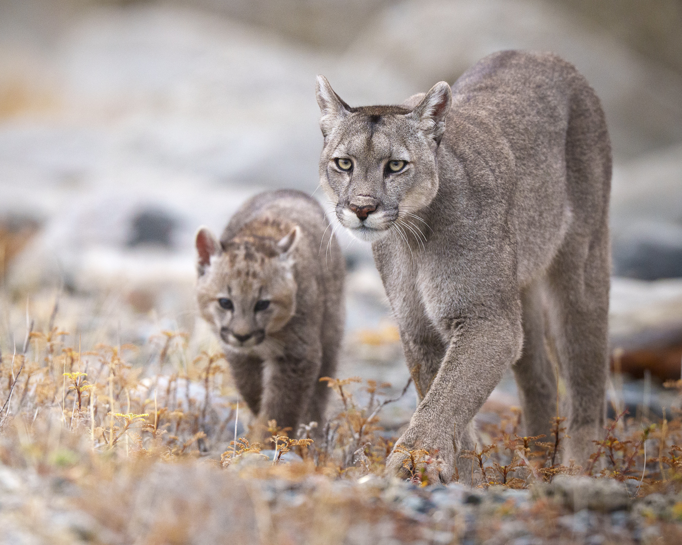 Full Day Pumas Torres del Paine